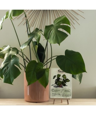 Instrukcja roślinna: MONSTERA