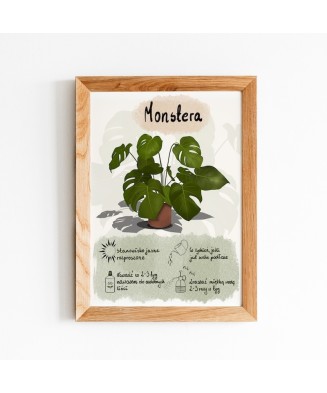 Instrukcja roślinna: MONSTERA