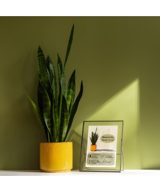 Instrukcja roślinna: SANSEVIERIA