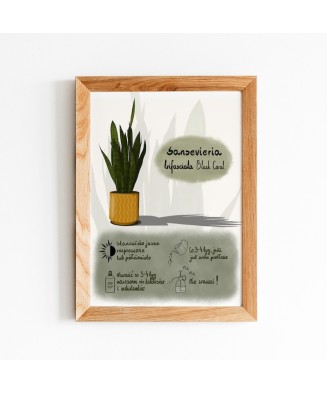 Instrukcja roślinna: SANSEVIERIA