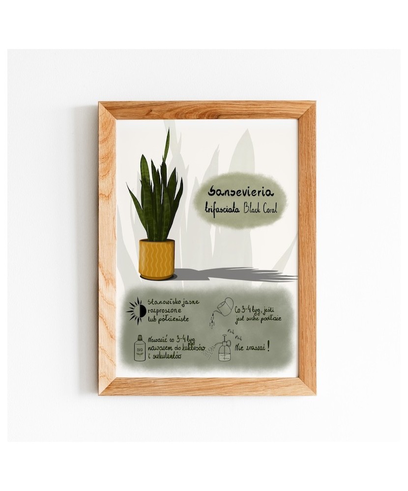 Instrukcja roślinna: SANSEVIERIA