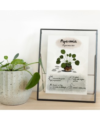 Instrukcja roślinna: PEPEROMIA Peperomioides (pieniążek)