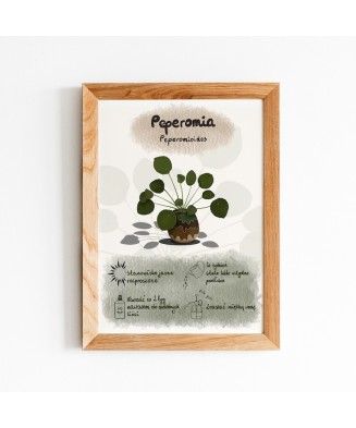 Instrukcja roślinna: PEPEROMIA Peperomioides (pieniążek)