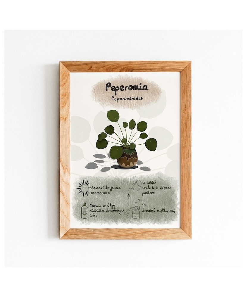 Instrukcja roślinna: PEPEROMIA Peperomioides (pieniążek)