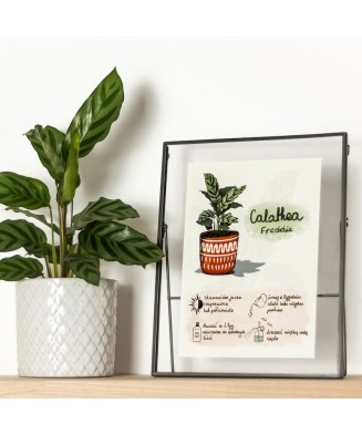 Instrukcja roślinna: CALATHEA