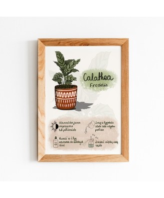 Instrukcja roślinna: CALATHEA