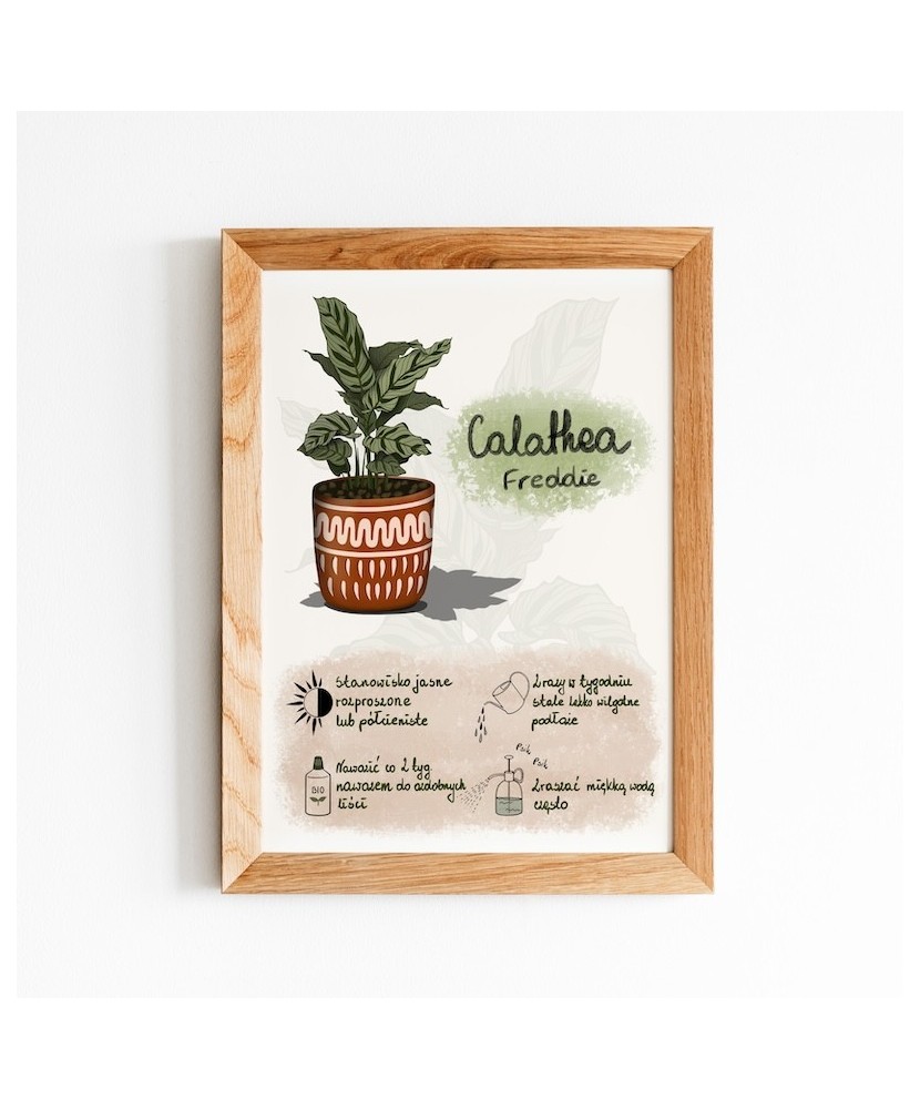 Instrukcja roślinna: CALATHEA